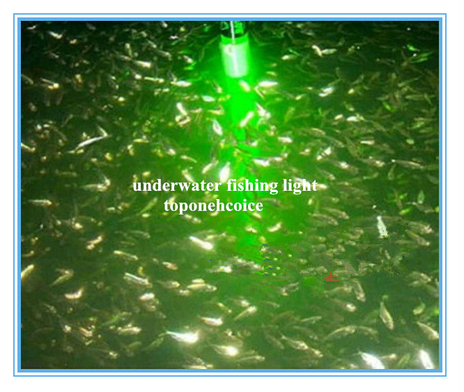 What Is The Best LED Light Color To Attract the Fish?